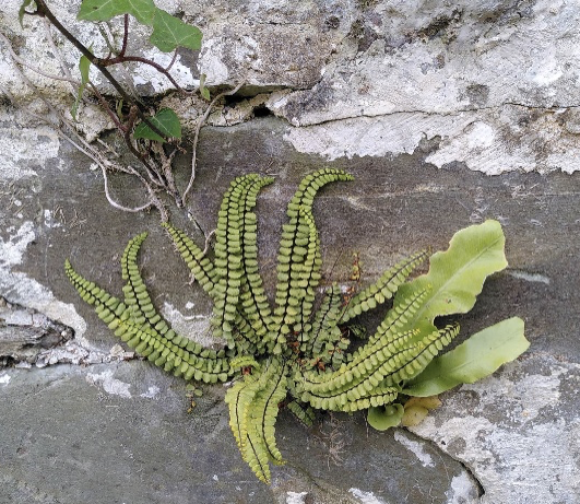 A photograph of three green plants growing out of a crack in a concrete wall. the plants featured are Figure 6. Hart’s Tongue, spleenwort and ivy.
